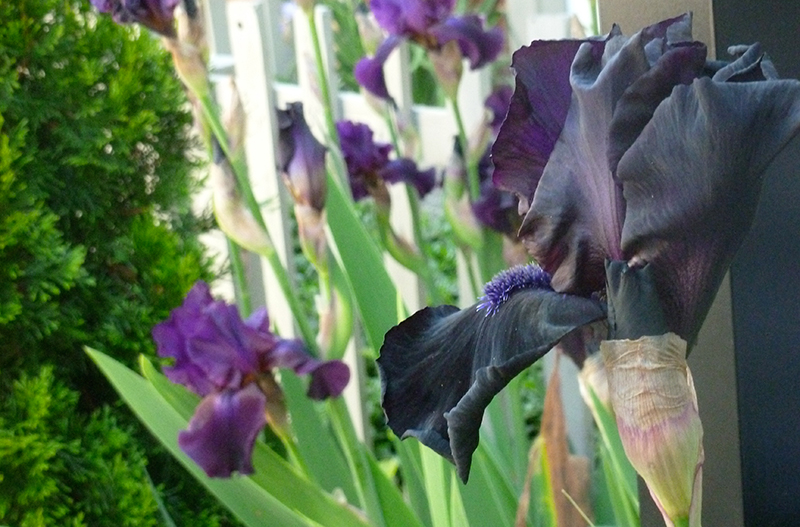 Plant a Pop of Color in the Yard
